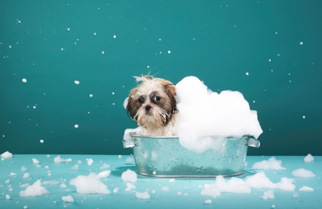 a dog in a bucket taking a bath